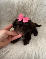 Girl 2, a female Maltipoo for sale in Belding, MI – Photo 3 of 3