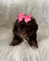 Girl 2, a female Maltipoo for sale in Belding, MI – Photo 1 of 3