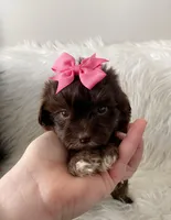 Girl 2, a female Maltipoo for sale in Belding, MI – Photo 2 of 3