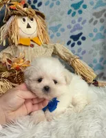 Pumpkin Boy , a male Maltipoo and Shih Tzu for sale in Belding, MI – 3 of 3