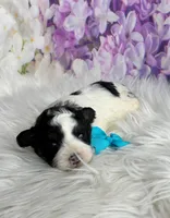 Teddy, a male Maltipoo and Shih Tzu for sale in Belding, MI – Photo 3 of 4