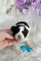 Teddy, a male Maltipoo and Shih Tzu for sale in Belding, MI – Photo 2 of 4