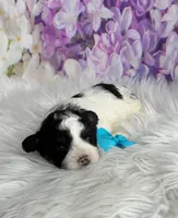 Teddy, a male Maltipoo and Shih Tzu for sale in Belding, MI – Photo 1 of 4