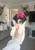 Rosie , a female Maltipoo and Shih Tzu for sale in Belding, MI – Photo 3 of 4