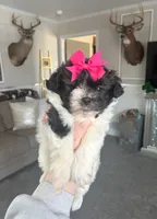Rosie , a female Maltipoo and Shih Tzu for sale in Belding, MI – Photo 4 of 4