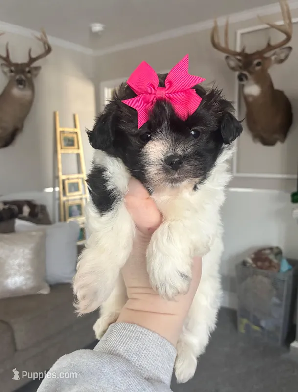 Rosie , a female Maltipoo and Shih Tzu for sale in Belding, MI – Photo 1 of 4