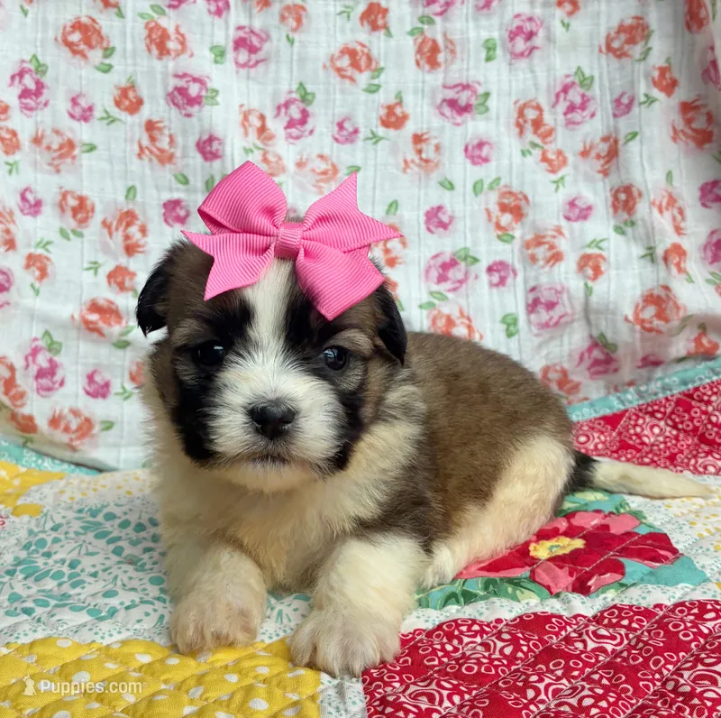 Petunia  – Shih Tzu, Morkie puppy on hold in Belding, MI