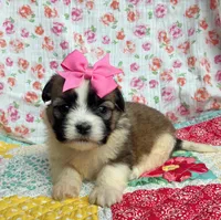 Petunia , a female Shih Tzu and Morkie for sale in Belding, MI – 1 of 4