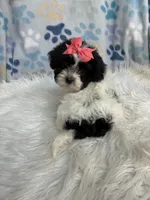Black & white girl , a female Maltipoo and Shih Tzu for sale in Belding, MI – 3 of 5