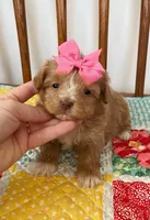 Girl 1, a female Maltipoo for sale in Belding, MI – Photo 2 of 2
