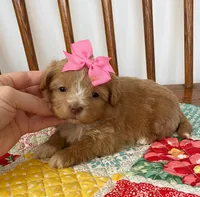Girl 1, a female Maltipoo for sale in Belding, MI – Photo 1 of 2