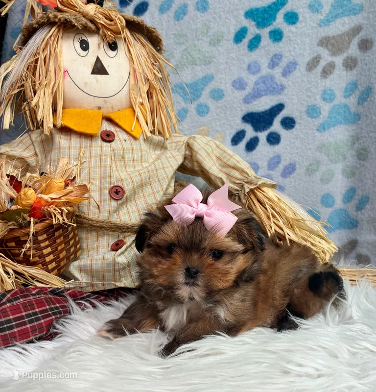 TINY Autumn Girl  – Maltipoo, Shih Tzu puppy for sale in Belding, MI