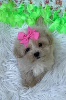 Autumn Girl, a female Maltipoo and Shih Tzu for sale in Belding, MI – Photo 3 of 3