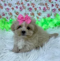 Autumn Girl, a female Maltipoo and Shih Tzu for sale in Belding, MI – Photo 2 of 3