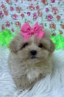 Autumn Girl, a female Maltipoo and Shih Tzu for sale in Belding, MI – Photo 1 of 3