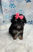 Petunia , a female Maltipoo and Shih Tzu for sale in Belding, MI – 3 of 3