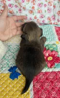 Smokey , a male Shih Tzu and Morkie for sale in Belding, MI – 4 of 4