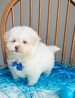 Peter Cottontail , a male Maltipoo and Shih Tzu for sale in Belding, MI – Photo 4 of 6