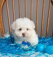 Peter Cottontail , a male Maltipoo and Shih Tzu for sale in Belding, MI – Photo 3 of 6