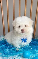 Peter Cottontail , a male Maltipoo and Shih Tzu for sale in Belding, MI – Photo 1 of 6