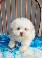 Peter Cottontail , a male Maltipoo and Shih Tzu for sale in Belding, MI – Photo 2 of 6