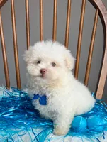 Peter Cottontail , a male Maltipoo and Shih Tzu for sale in Belding, MI – Photo 5 of 6