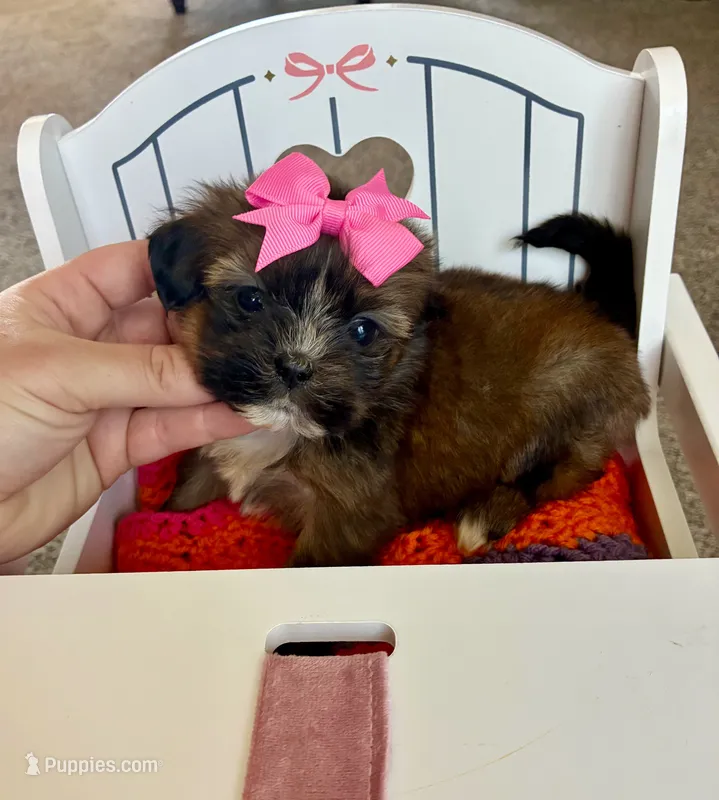 Princess  – Shih Tzu, Morkie puppy for sale in Belding, MI