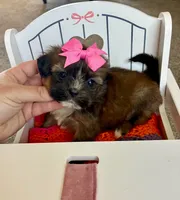 Princess , a female Shih Tzu and Morkie for sale in Belding, MI – 1 of 5