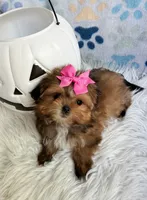 Tiny Brown Girl , a female Maltipoo and Shih Tzu for sale in Belding, MI – 4 of 4