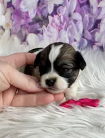 Penny, a female Maltipoo and Shih Tzu for sale in Belding, MI – Photo 2 of 4