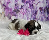 Penny, a female Maltipoo and Shih Tzu for sale in Belding, MI – Photo 3 of 4