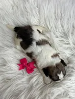 Penny, a female Maltipoo and Shih Tzu for sale in Belding, MI – Photo 4 of 4