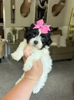 LuLu , a female Maltipoo and Shih Tzu for sale in Belding, MI – 1 of 5