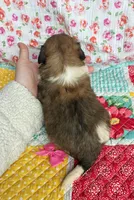 Petunia , a female Shih Tzu and Morkie for sale in Belding, MI – 4 of 4