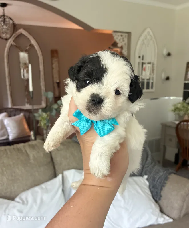 Oreo  – Maltipoo, Shih Tzu puppy for sale in Belding, MI