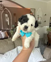 Oreo , a male Maltipoo and Shih Tzu for sale in Belding, MI – 1 of 4