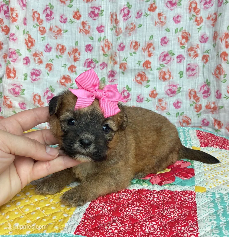Daisy  – Shih Tzu, Morkie puppy for sale in Belding, MI