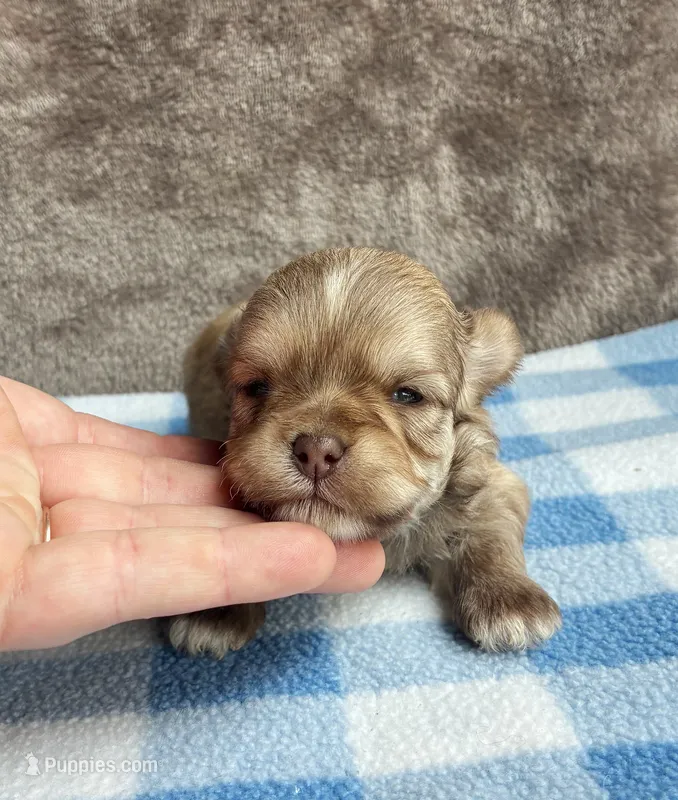 Peanut butter  – Maltipoo, Shih Tzu puppy for sale in Belding, MI