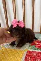 Girl 2, a female Maltipoo for sale in Belding, MI – Photo 1 of 3