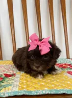 Girl 2, a female Maltipoo for sale in Belding, MI – Photo 3 of 3