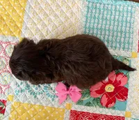 Girl 2, a female Maltipoo for sale in Belding, MI – Photo 2 of 3