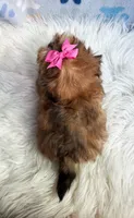 Tiny Brown Girl , a female Maltipoo and Shih Tzu for sale in Belding, MI – 2 of 4
