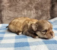Peanut butter , a male Maltipoo and Shih Tzu for sale in Belding, MI – 3 of 4