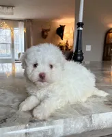 White Fluffy Boy , a male Maltipoo and Shih Tzu for sale in Belding, MI – Photo 1 of 4