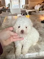 White Fluffy Boy , a male Maltipoo and Shih Tzu for sale in Belding, MI – Photo 4 of 4