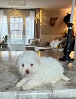 White Fluffy Boy , a male Maltipoo and Shih Tzu for sale in Belding, MI – Photo 2 of 4