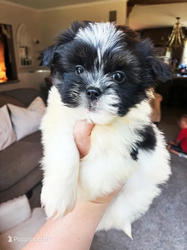 Max Boy  – Shih Tzu, Morkie puppy for sale in Belding, MI
