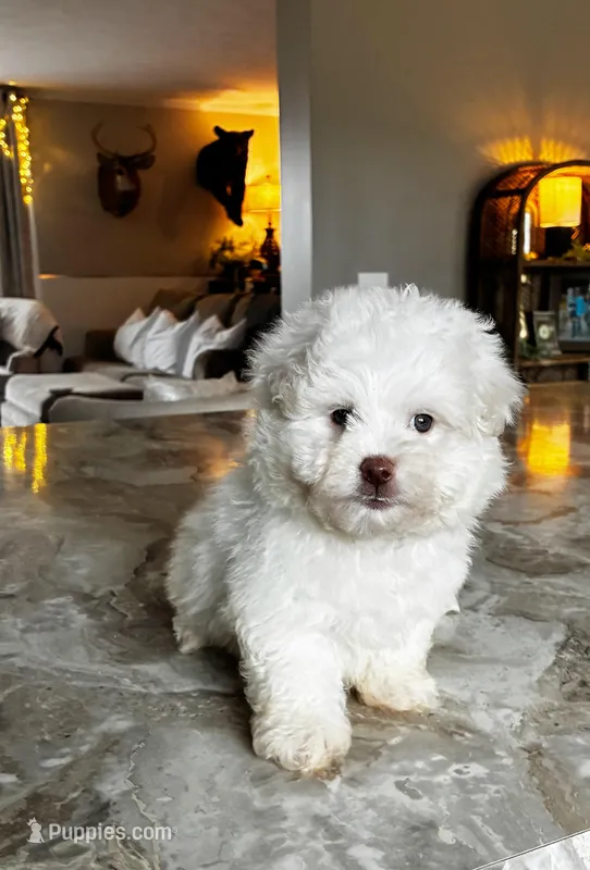 Snuggle Bug Boy – Maltipoo, Shih Tzu puppy for sale in Belding, MI