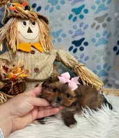TINY Autumn Girl , a female Maltipoo and Shih Tzu for sale in Belding, MI – 3 of 4