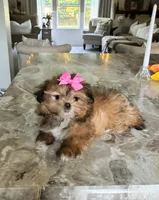 Adorable Brown Girl , a female Maltipoo and Shih Tzu for sale in Belding, MI – 2 of 4